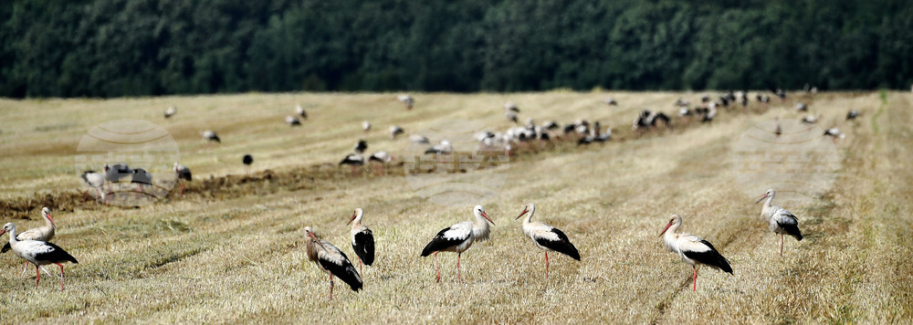 Разград - работа на полето - щъркели