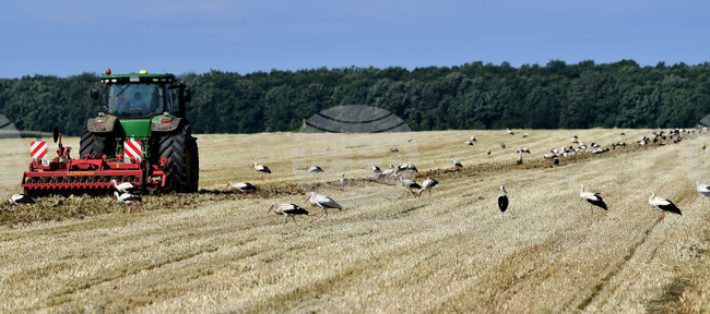 Разград - работа на полето - щъркели