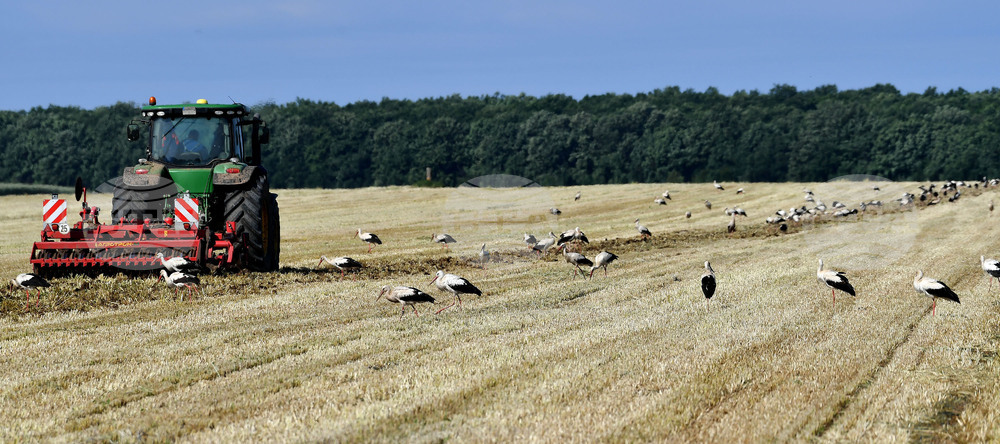 Разград - работа на полето - щъркели