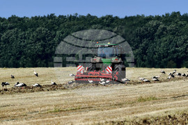 Разград - работа на полето - щъркели