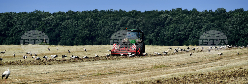 Разград - работа на полето - щъркели