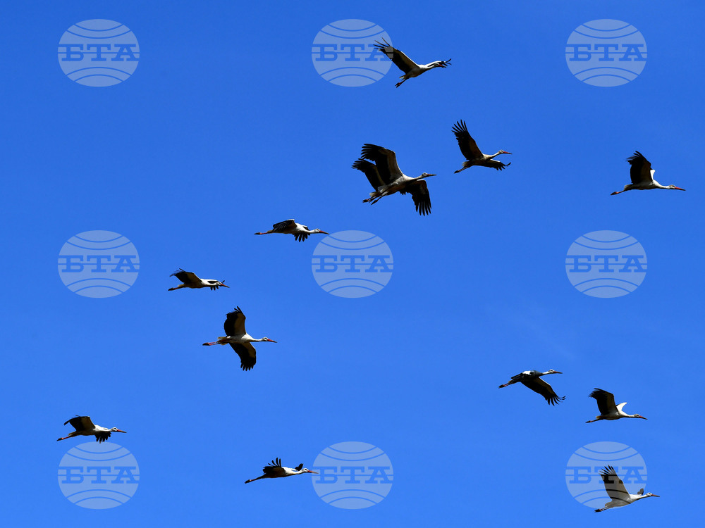 Разград - работа на полето - щъркели