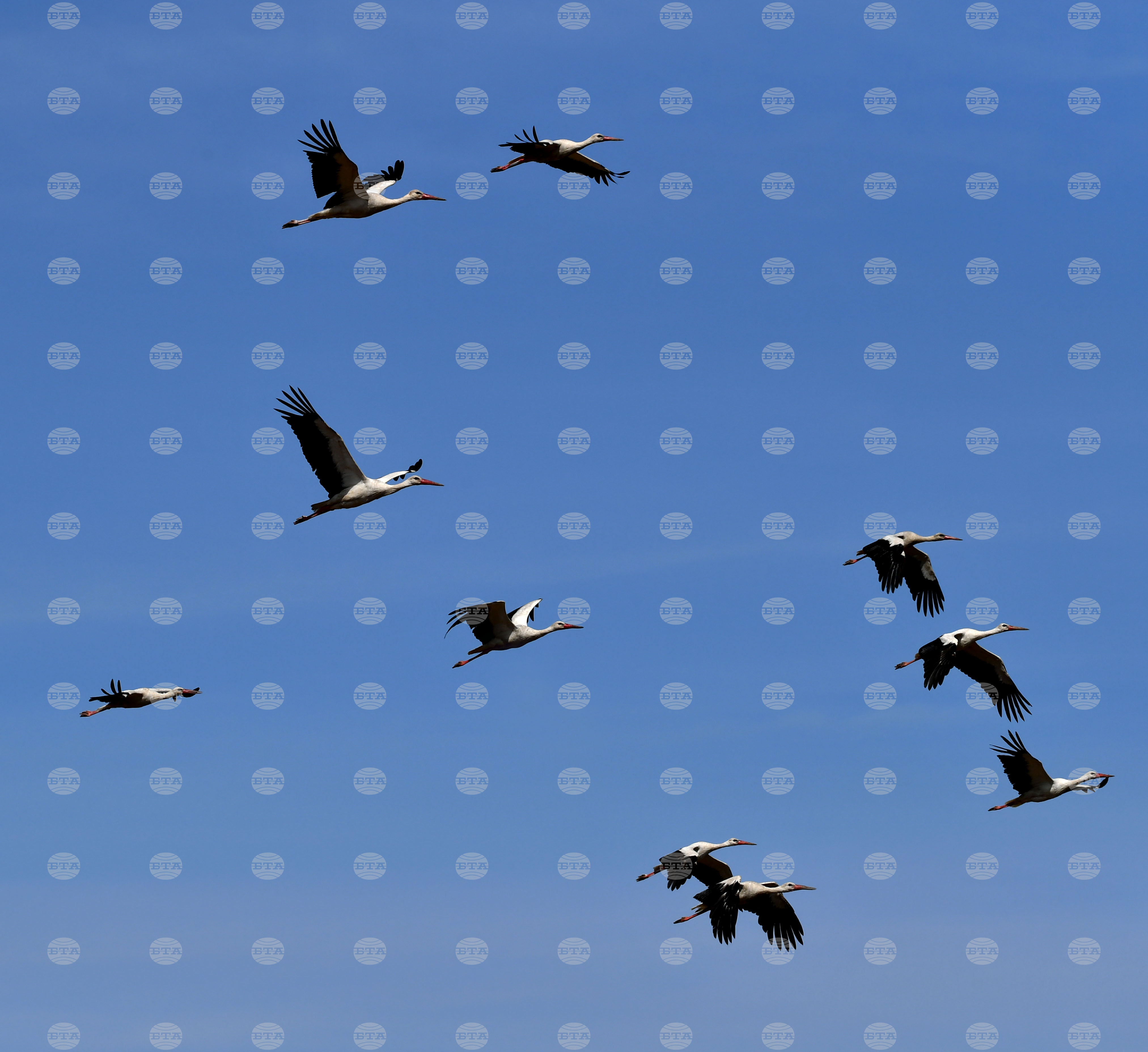 Разград - работа на полето - щъркели