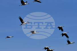 Разград - работа на полето - щъркели