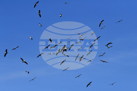 Разград - работа на полето - щъркели