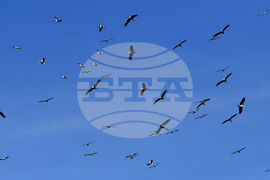 Разград - работа на полето - щъркели