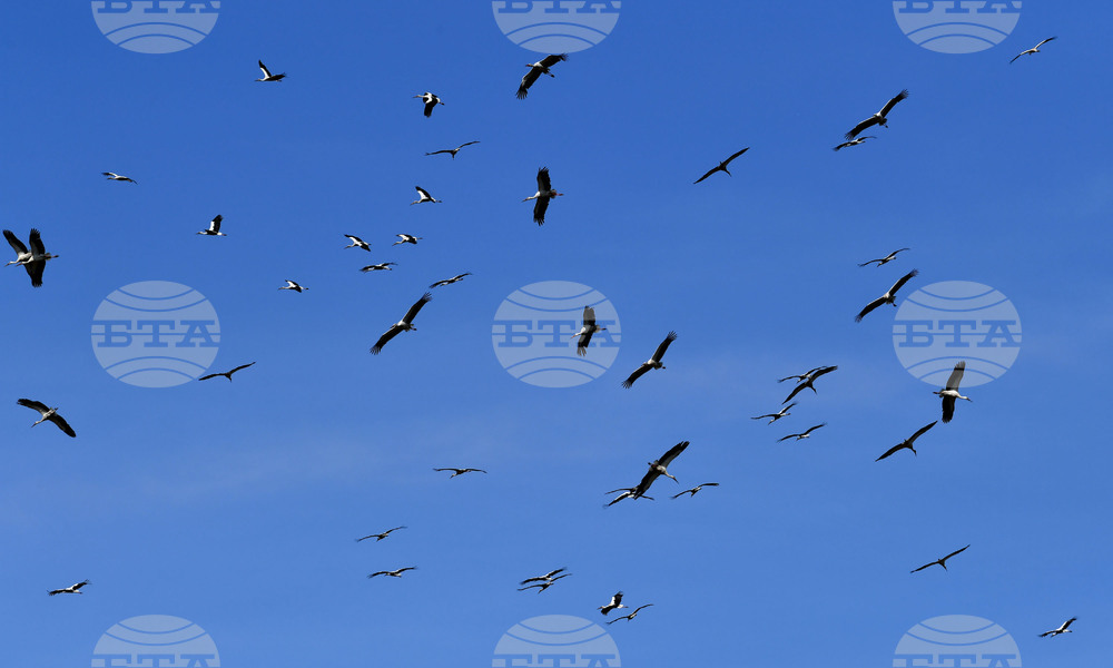 Разград - работа на полето - щъркели