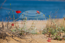 Созопол - плаж Алепу - Шофьорски плаж - изглед