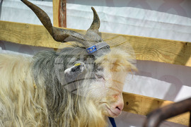 Зелен дол - изложение на животни