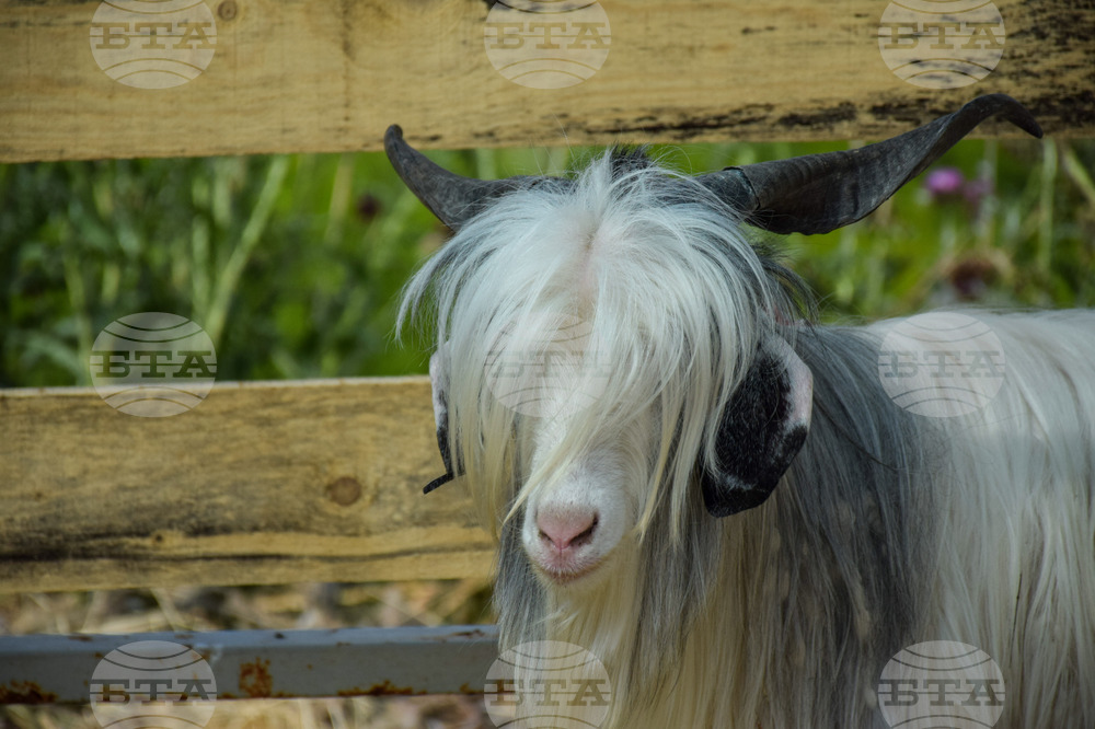 Зелен дол - изложение на животни