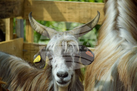 Зелен дол - изложение на животни