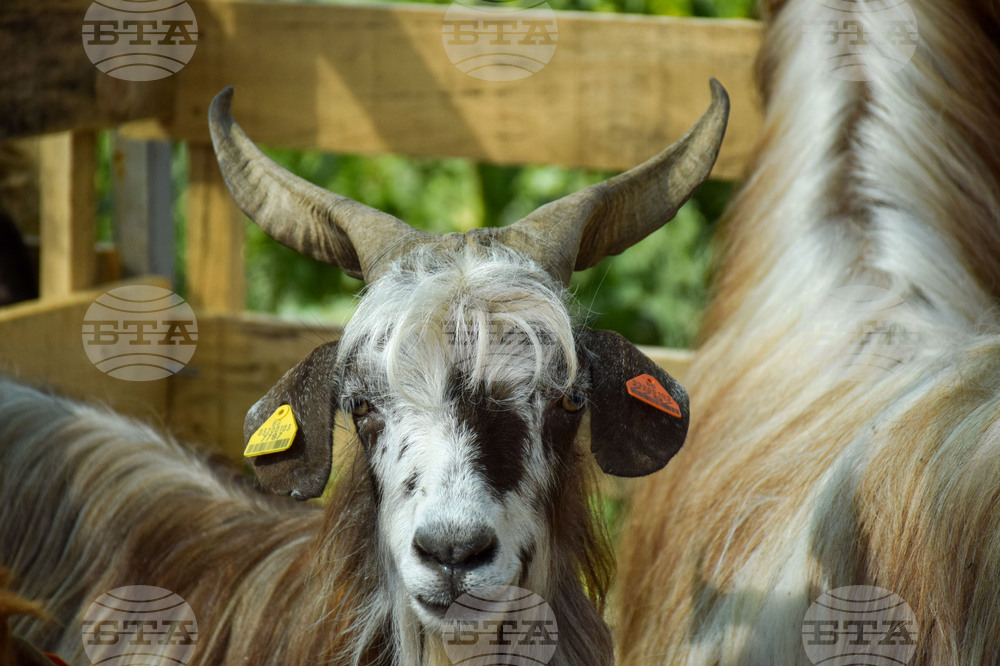 Зелен дол - изложение на животни