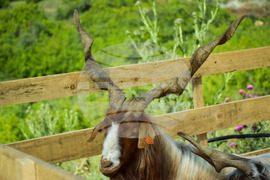 Зелен дол - изложение на животни