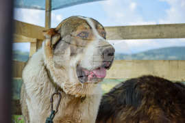 Зелен дол - изложение на животни