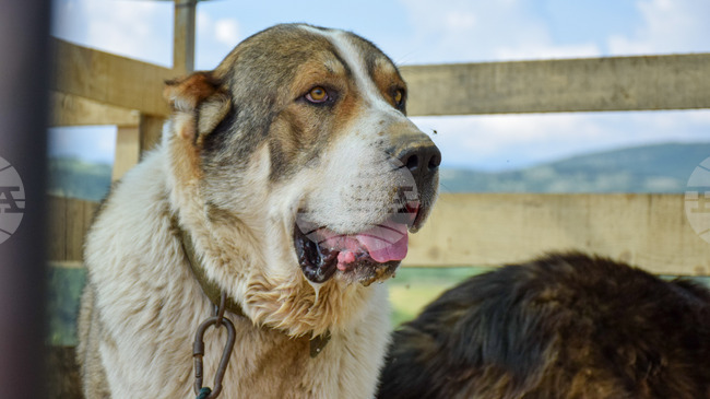 International Dog Day to Be Celebrated with Various Initiatives in Sofia