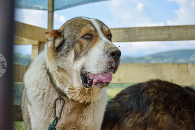 International Dog Day to Be Celebrated with Various Initiatives in Sofia