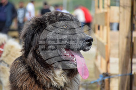 Зелен дол - изложение на животни