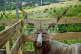 Зелен дол - изложение на животни