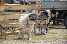 Зелен дол - изложение на животни