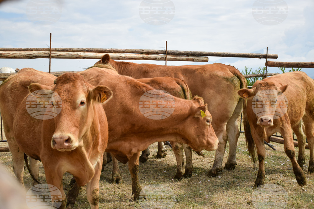 Зелен дол - изложение на животни