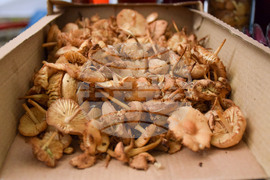 Сандански - земеделски форум - От фермата до твоята трапеза