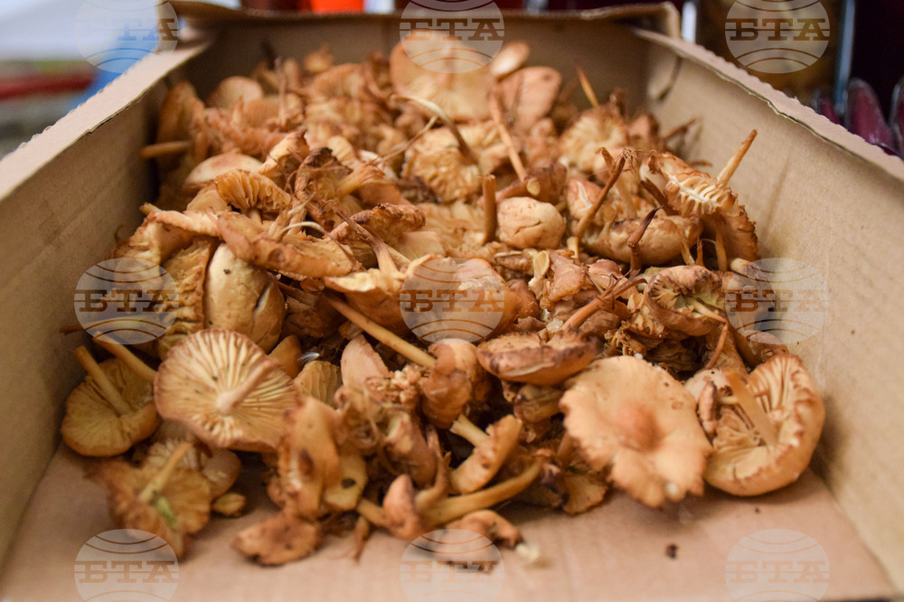 Parliament Postpones Legislative Changes on Alternative Tax on Income from Collection of Wild Mushrooms