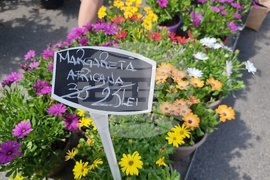 Румъния - изложение - цветя