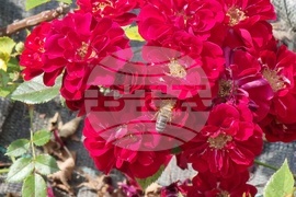 Румъния - изложение - цветя