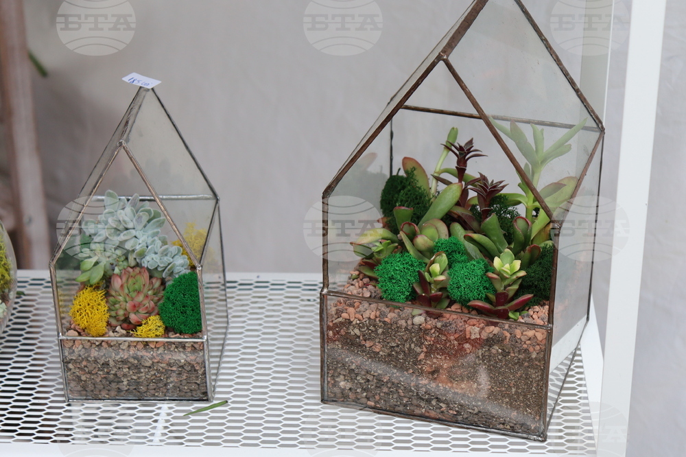 Румъния - изложение - цветя