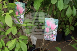 Румъния - изложение - цветя