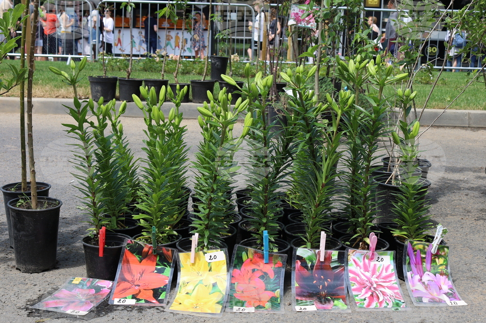 Румъния - изложение - цветя