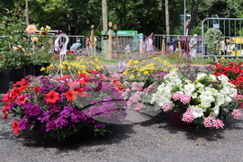 Румъния - изложение - цветя