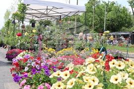 Румъния - изложение - цветя