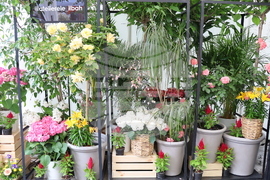 Румъния - изложение - цветя