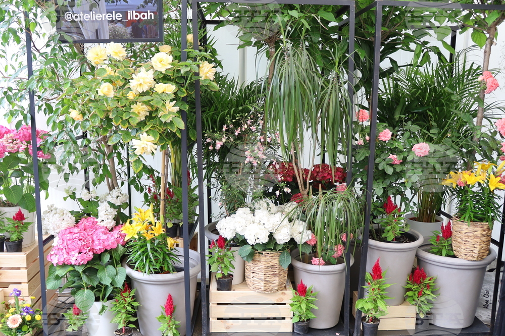 Румъния - изложение - цветя