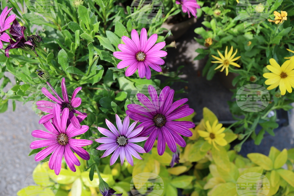 Румъния - изложение - цветя