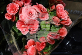 Румъния - изложение - цветя