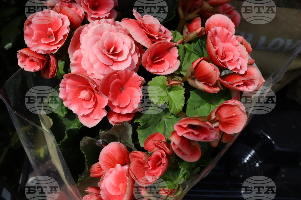 Румъния - изложение - цветя