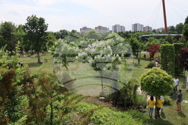 Румъния - изложение - цветя