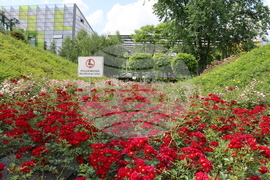 Румъния - изложение - цветя