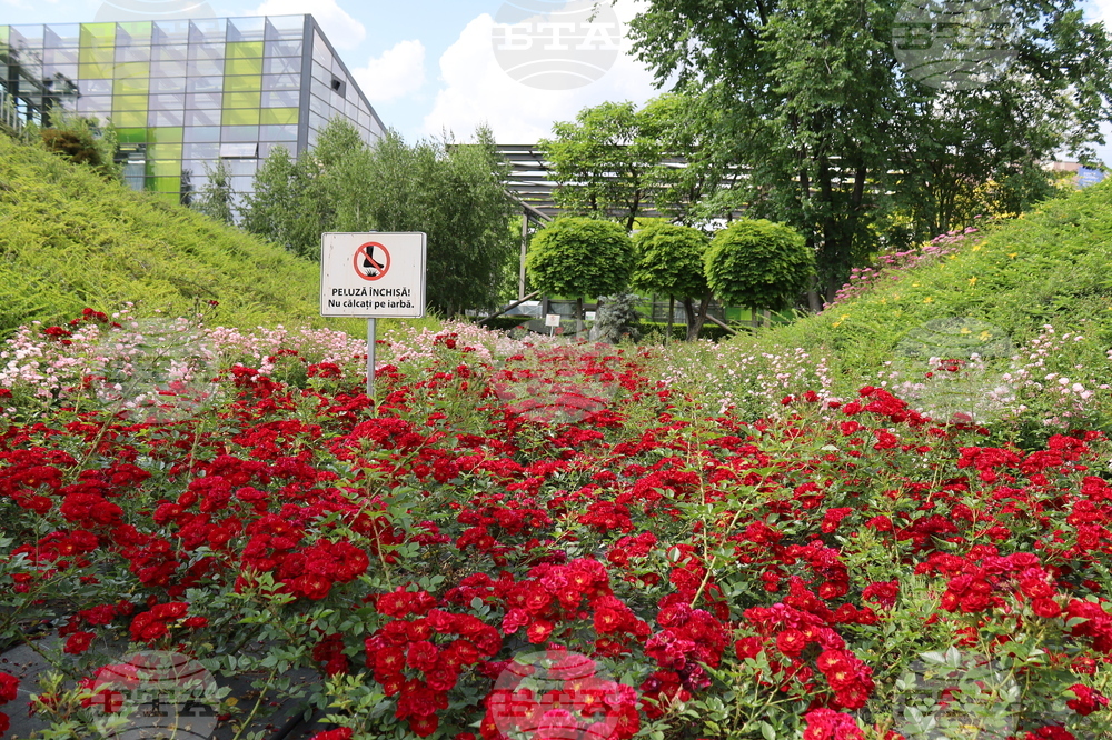 Румъния - изложение - цветя