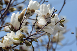 Хасково - магнолия