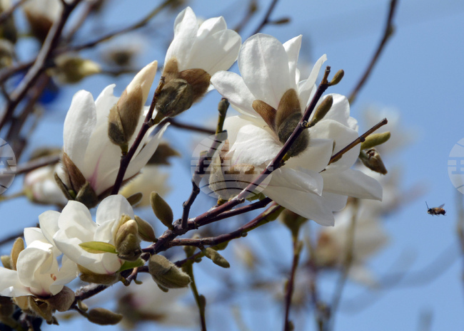 Хасково - магнолия