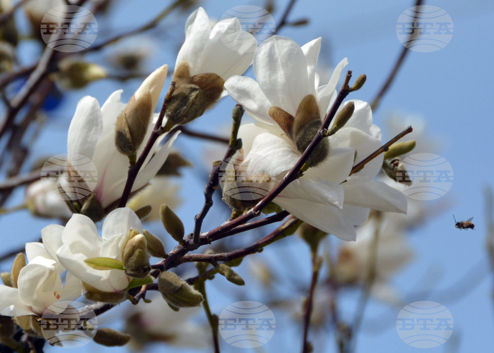 Хасково - магнолия