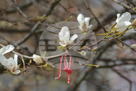 Хасково - магнолия