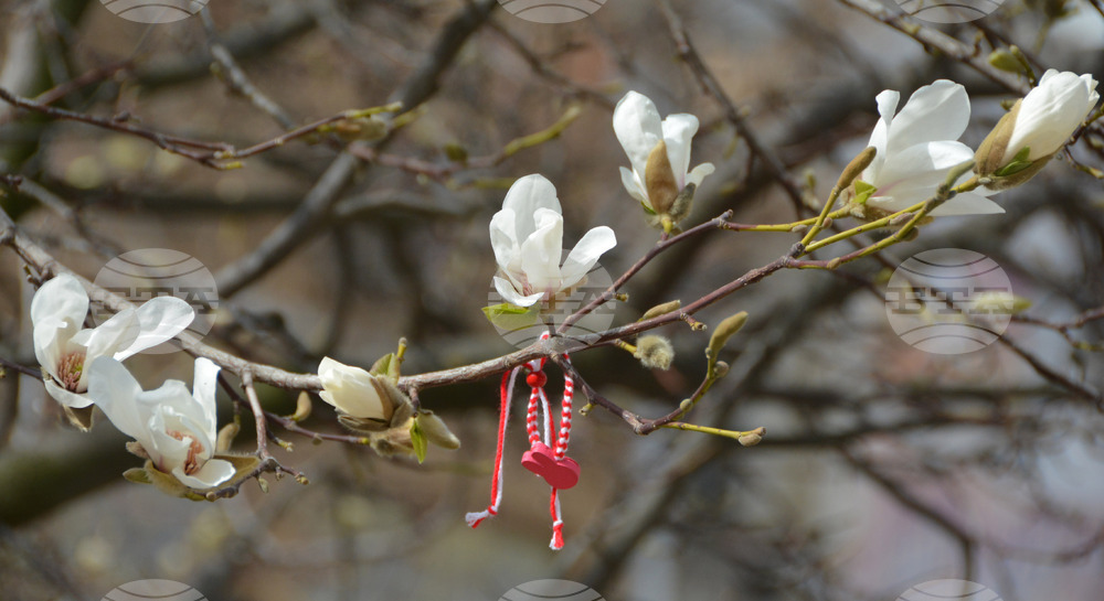 Хасково - магнолия