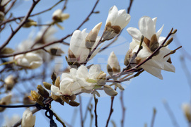 Хасково - магнолия