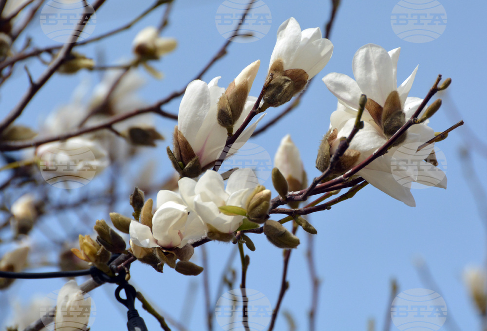 Хасково - магнолия