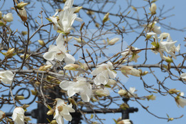 Хасково - магнолия