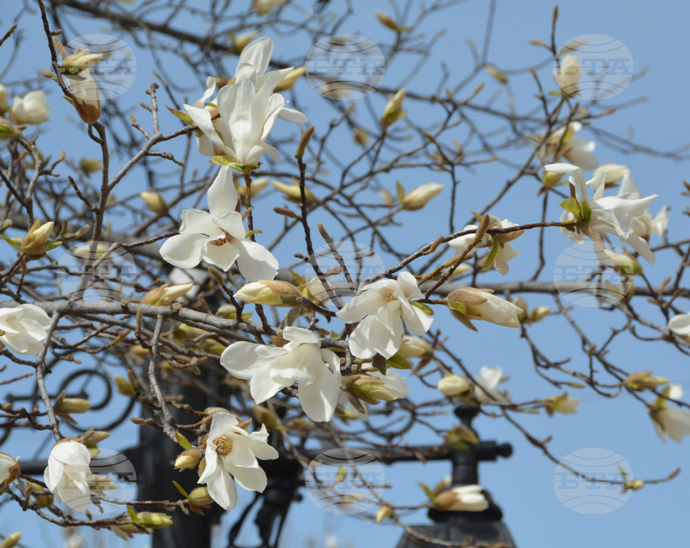 Хасково - магнолия
